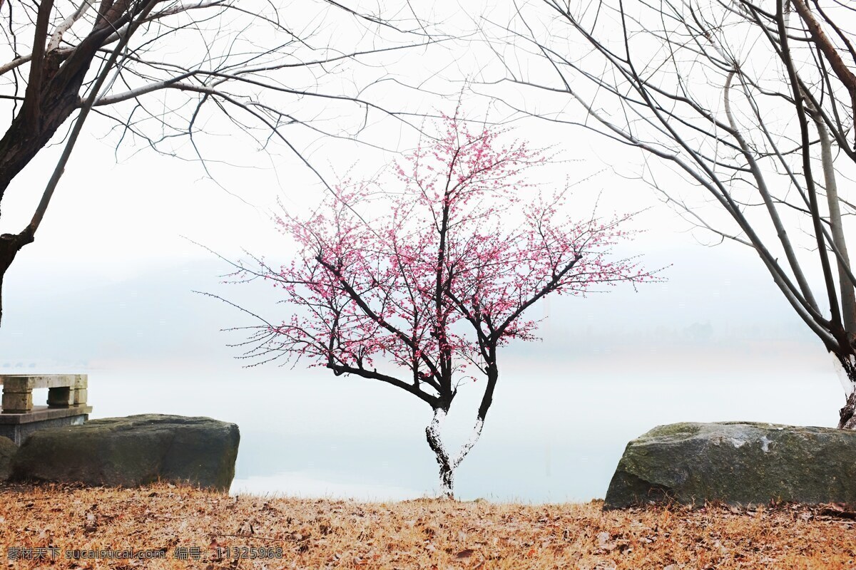 红梅 梅花 对比 唯美 治愈 清新 对称美 杭州 安静 湘湖 自然景观 山水风景