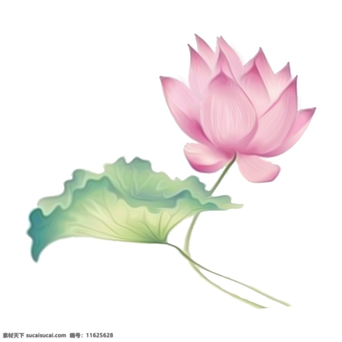 荷花 鲜花 矢量图 卡通 花 粉色 花朵 植物 手绘荷花 花苞 中国水彩荷花 水彩 手绘图