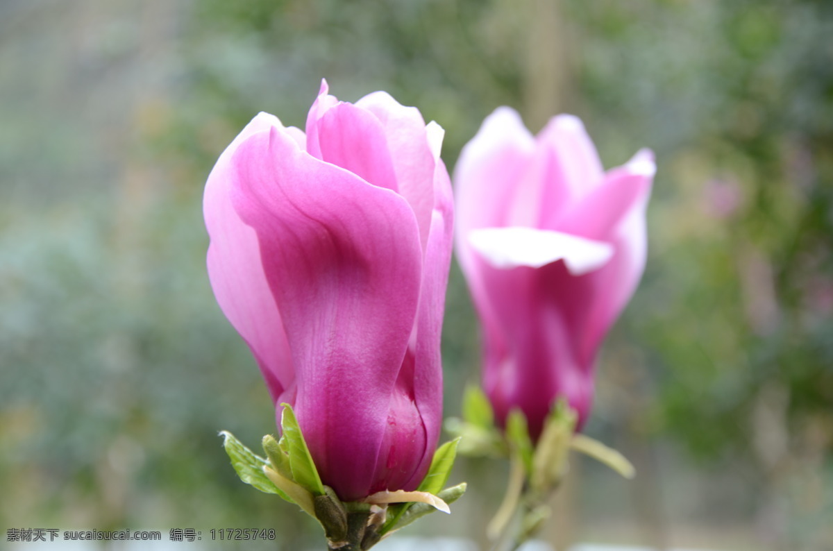 玉兰花 玉兰树 紫玉兰树 紫玉兰花 紫色花朵 生物世界 花草