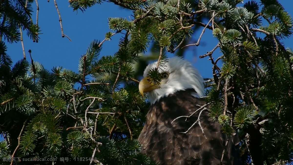 看 树枝 后面 鹰 动物 自然 秃头 鸟 猎人 捕食者 美国 阿拉斯加 水 湖 涟漪 羽毛 翅膀 野生动物 树 分支