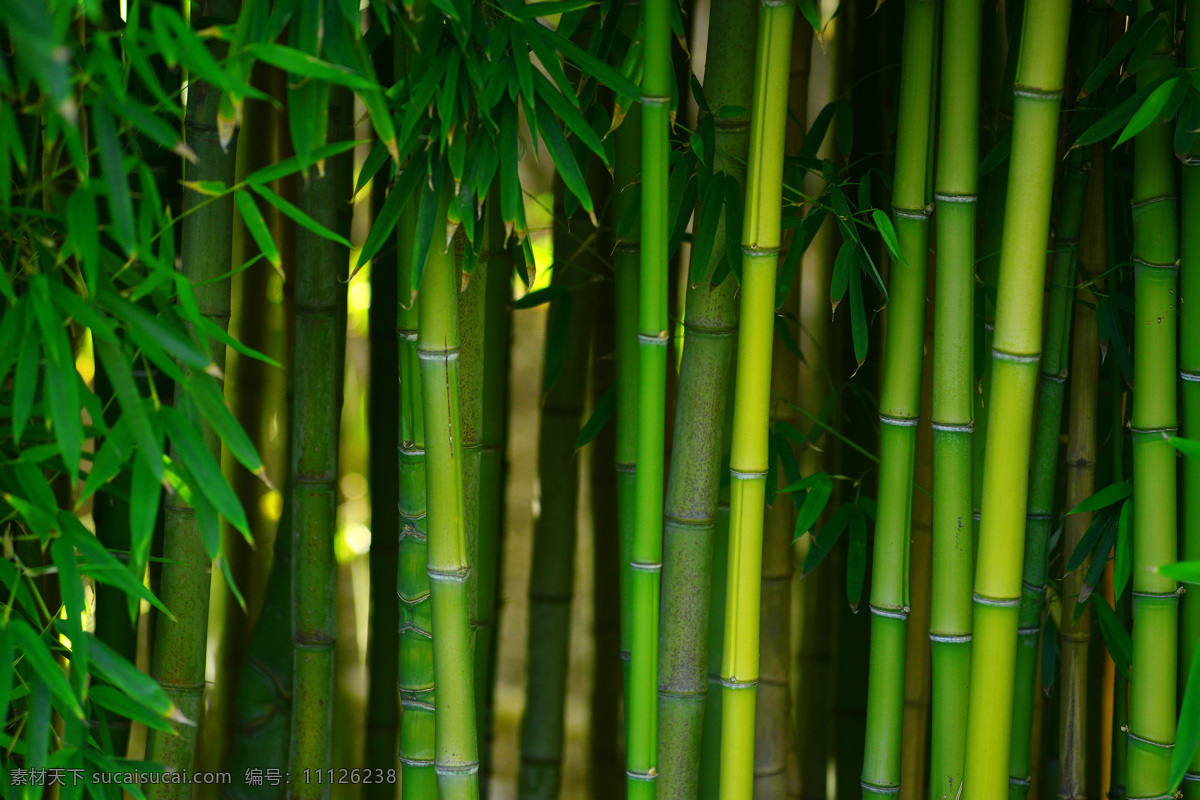 竹子 竹叶 绿竹背景 竹林风景 竹子背景 竹子摄影 花草树木 生物世界