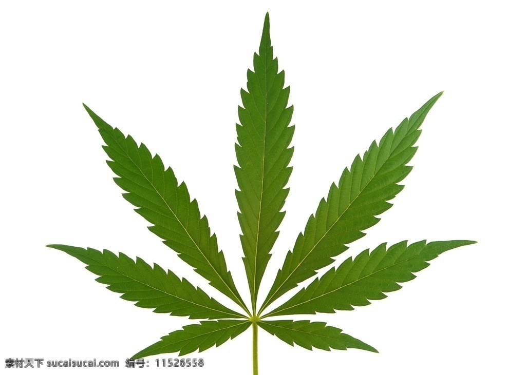 野生大麻 野生烟草 大麻 植被 公益 植物 毒品 禁毒 生物世界 花草