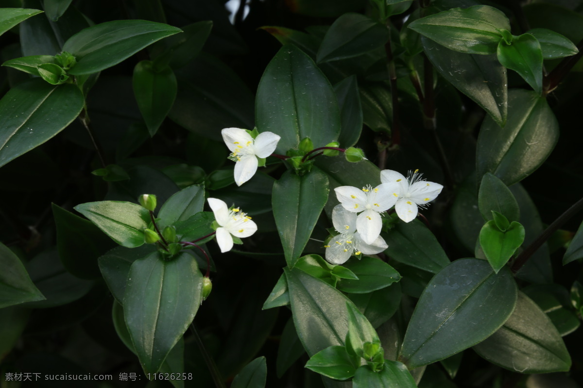 白花紫露草 淡竹叶 白花紫鸭跖 草观赏花卉 花瓣 花蕊 花朵 花儿 花草 花卉 植物 绿化景观 花卉大观园 生物世界