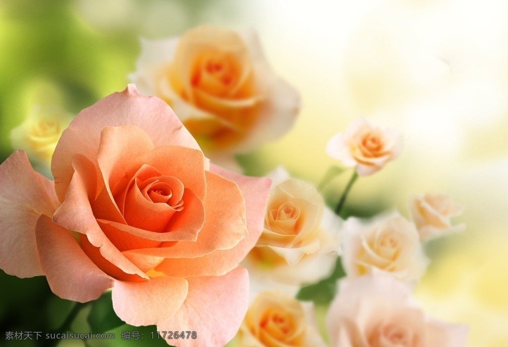 玫瑰 花朵 开放 绽放 美丽 漂亮 春天 香气 鲜花 花蕊 花蕾 月季 花草 生物世界