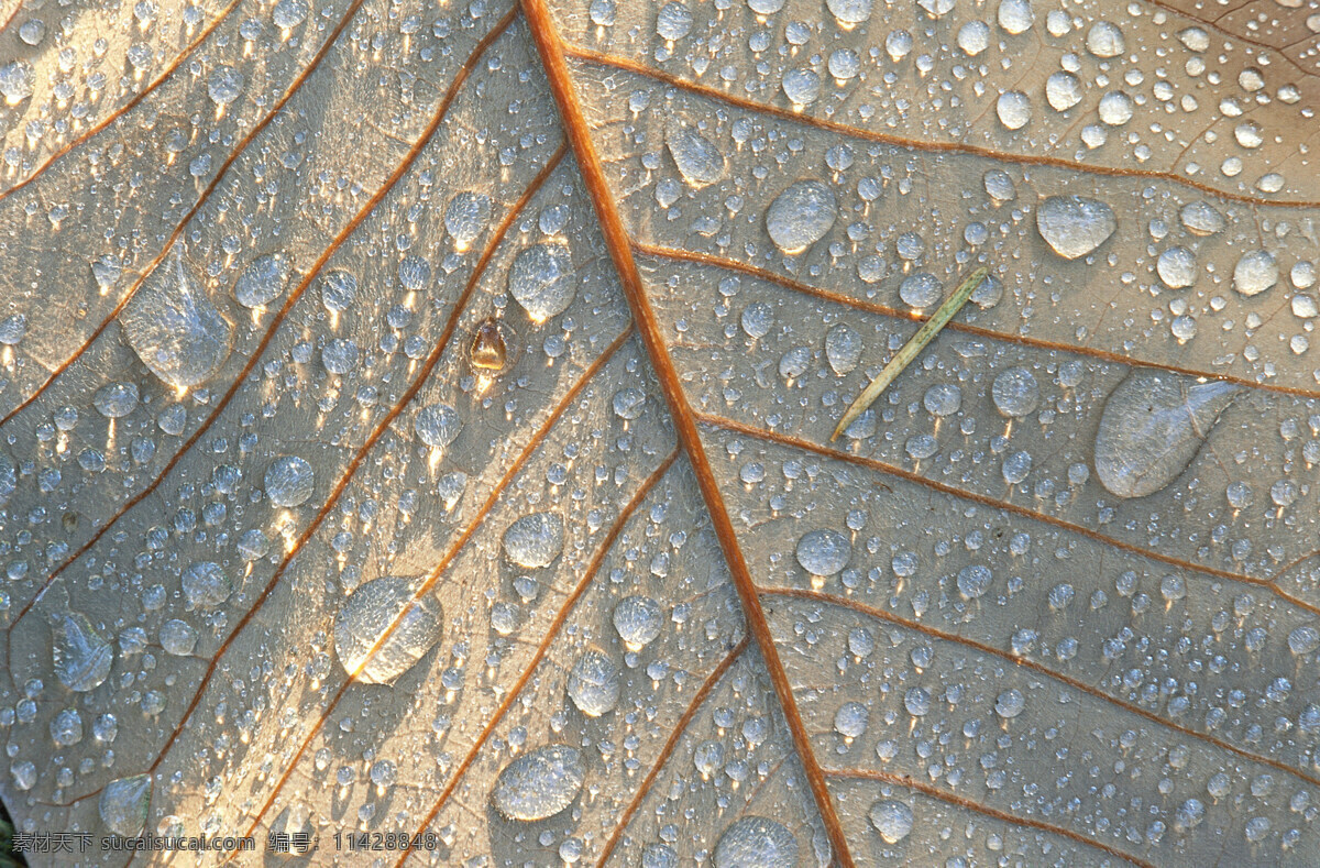 近景 树叶 树叶的图片 树叶图片素材 树叶径 生物世界