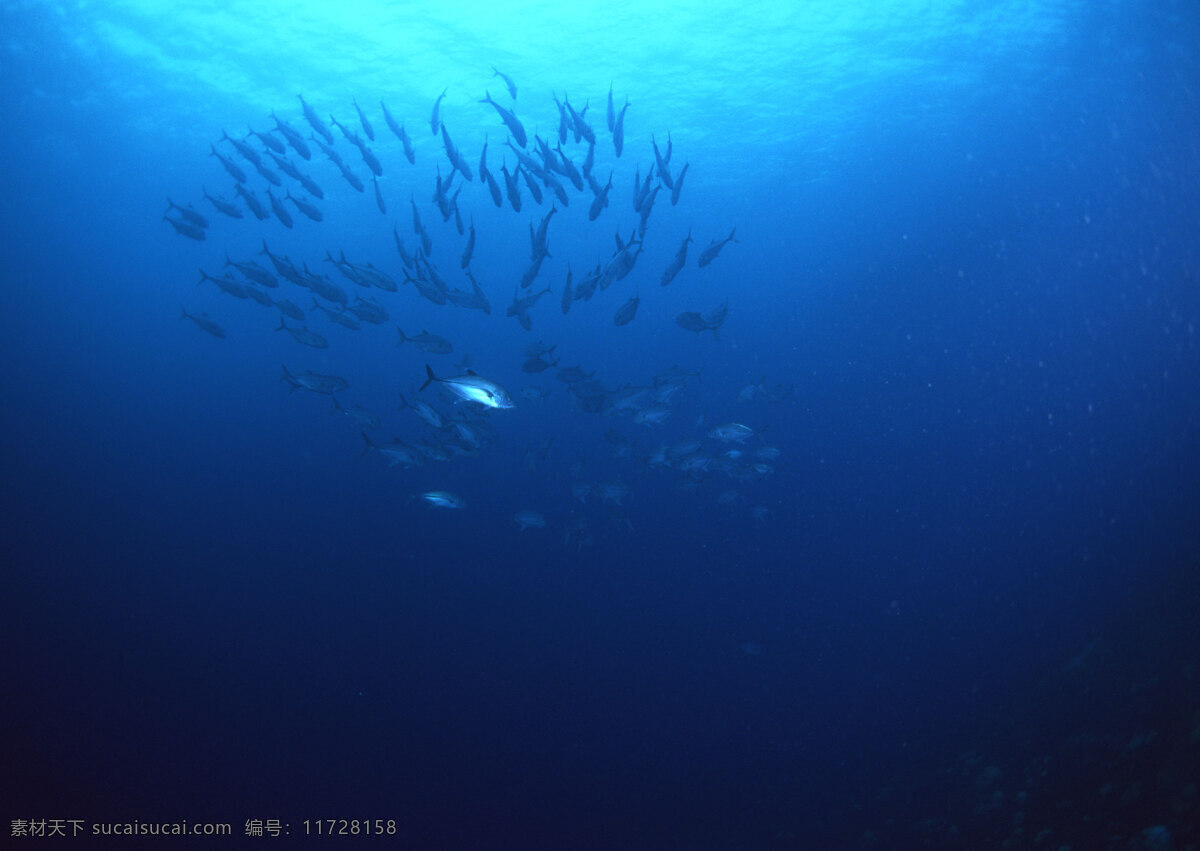 鱼群 热带鱼 大海 蓝色 海底 海洋 海底世界 28潜水海运 生物世界 海洋生物