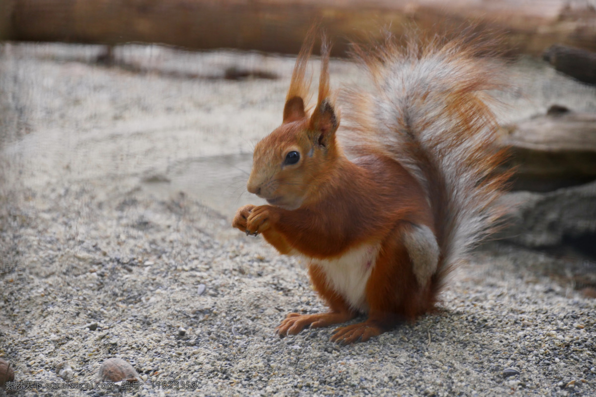 红褐色 小 松鼠 红褐色小松鼠 小松鼠 野生动物 保护动物 摄影素材 动物素材 生物世界