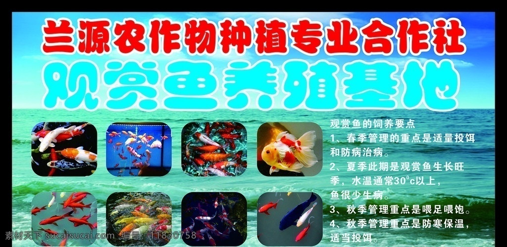 观赏鱼养殖 观赏鱼 养殖 合作社 海水 鱼类