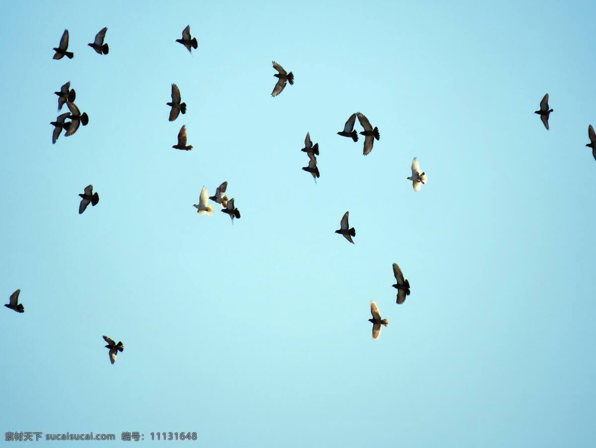 飞鸟 动物 鸟 蓝天 飞翔 壁纸 美图 生物世界 鸟类