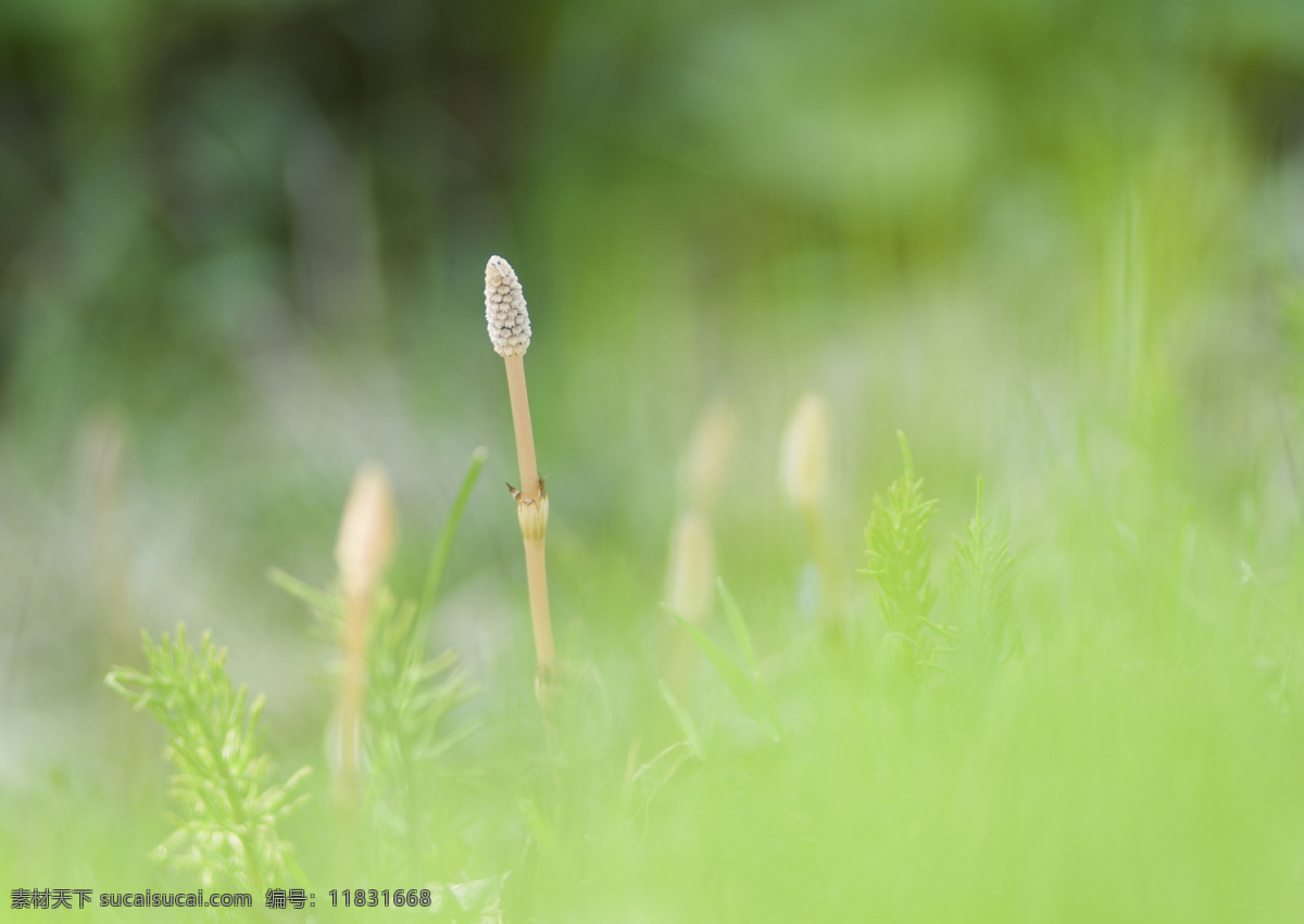 美丽 小 野花 春天 鲜花 花朵 绿色清新 清爽 鲜花背景 背景素材 美丽风景 摄影图 高清图片 花草树木 生物世界