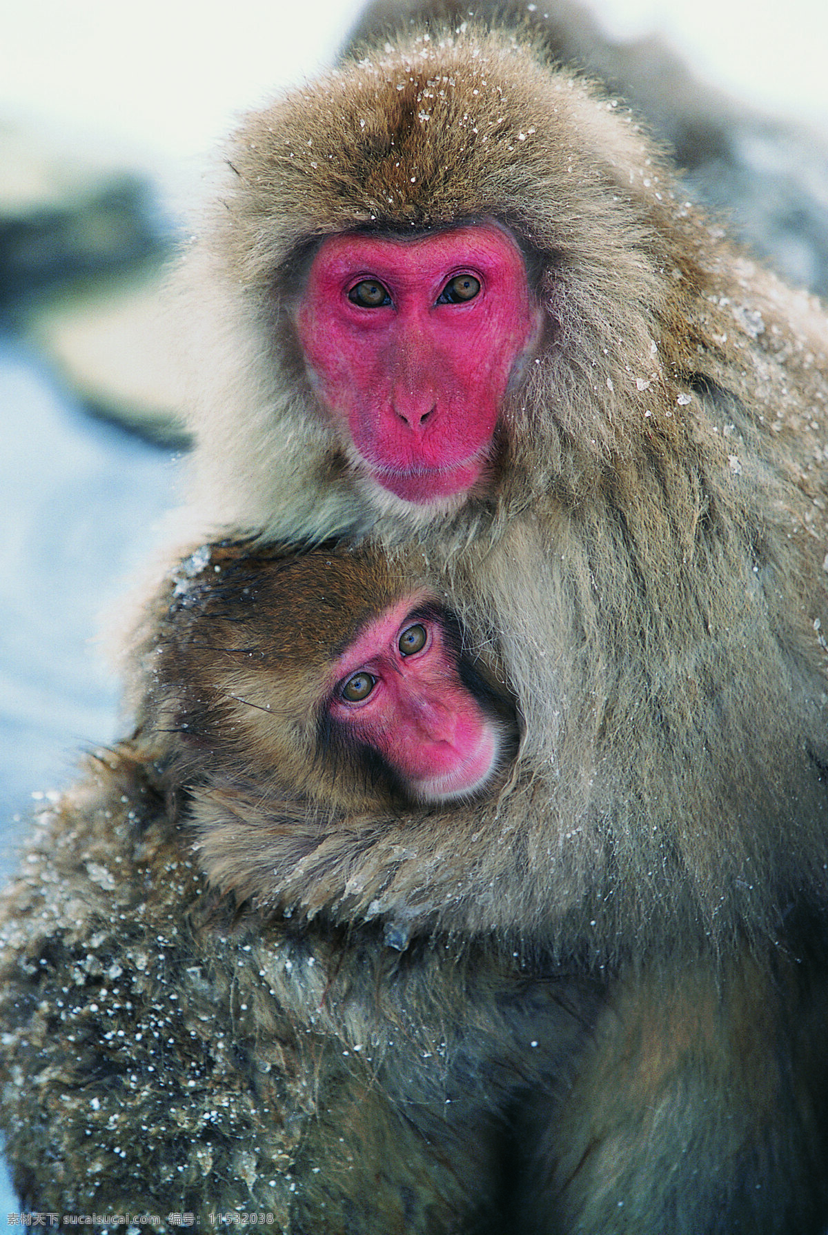 猴子 野生动物 动物世界 哺乳动物 摄影图 陆地动物 生物世界