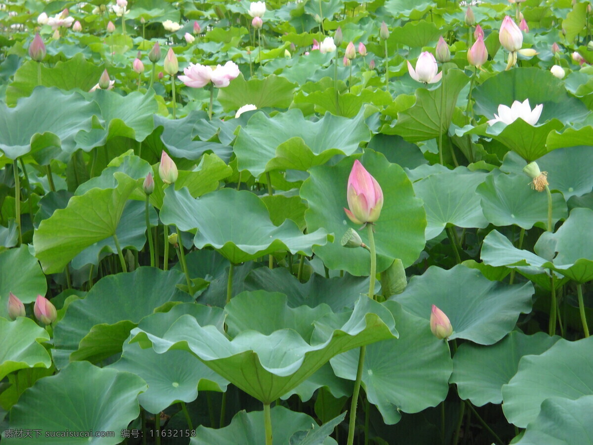 曲江 清 荷 荷花 荷花池 荷花的图片 荷花风景 荷花图 荷花图片 风景 生活 旅游餐饮