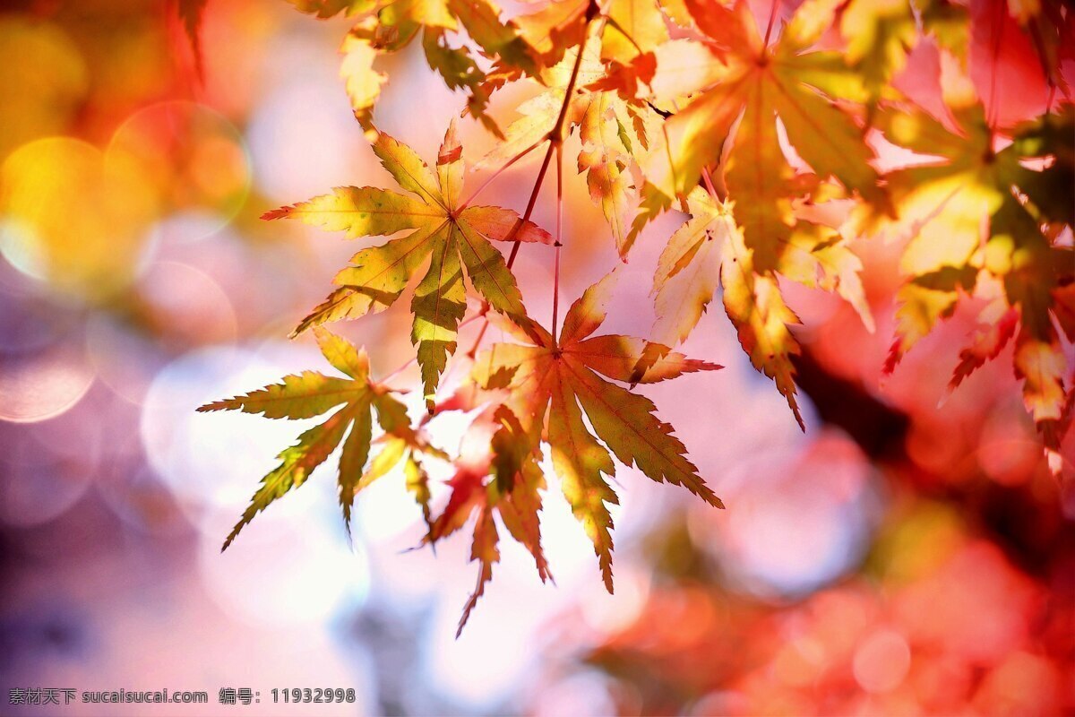 枫叶 红色 秋天 绚烂 背景 红叶