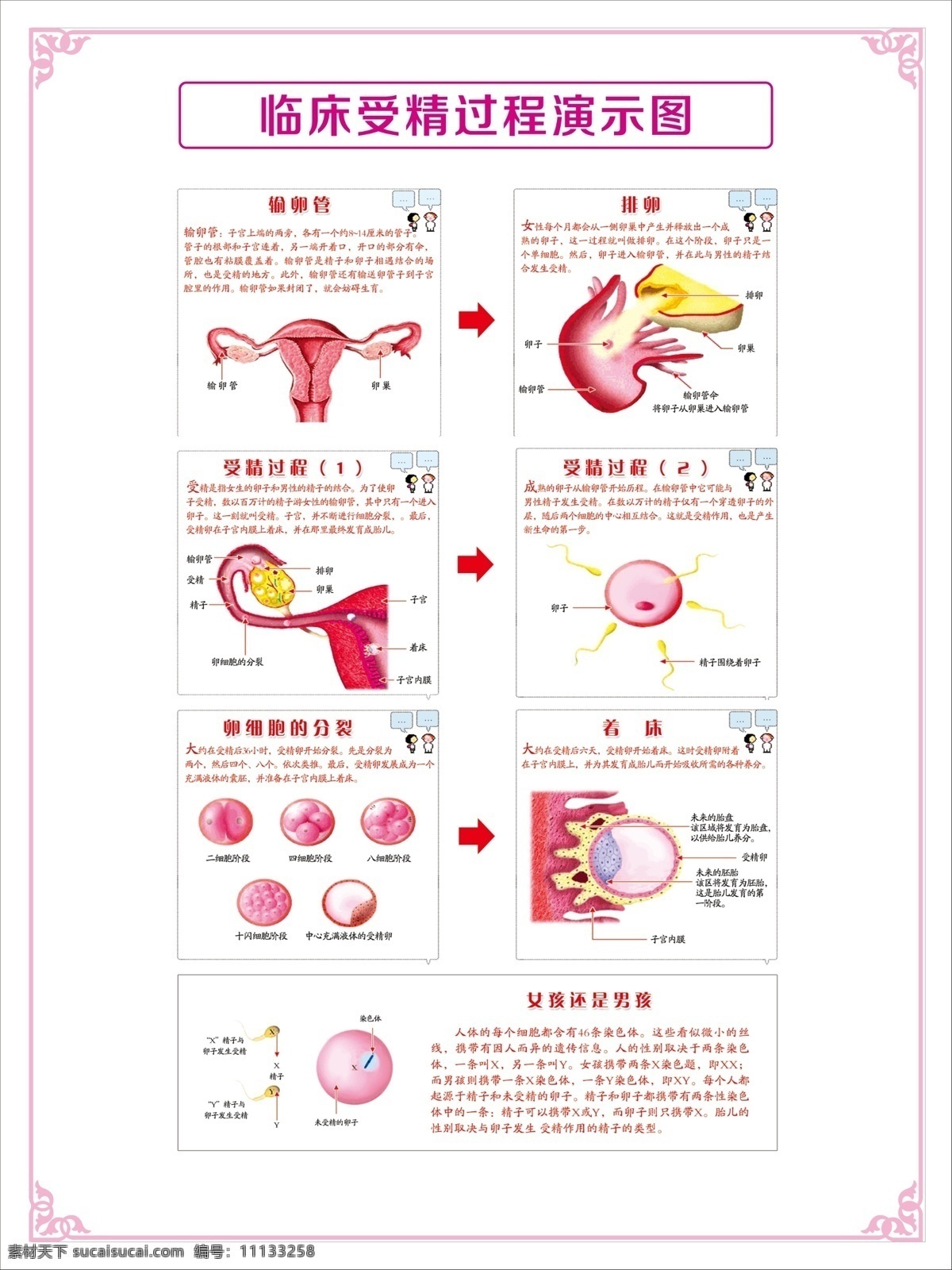 临床医疗 临床 受精过程 演示图 生理 女性 分层