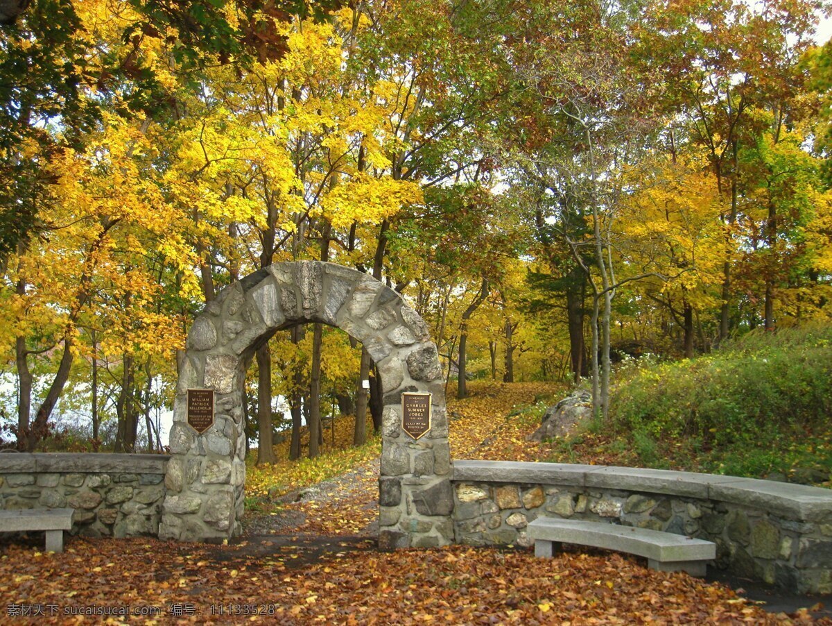 秋天 树林 风景 金黄 落叶 多娇江山 自然景观 自然风景