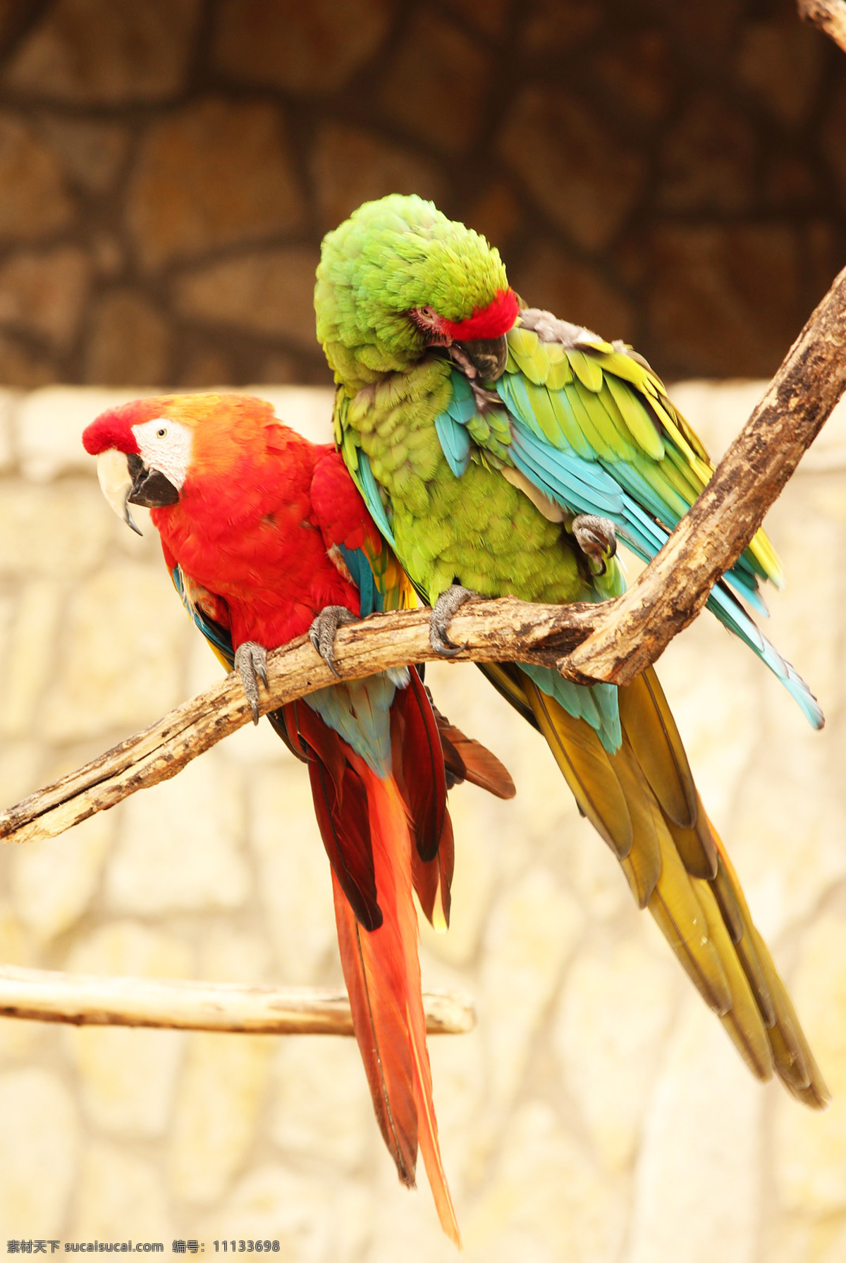 鹦哥 parrot 凤头鹦鹉 多彩羽毛 动物 鸟类 飞禽 宠物 羽毛艳丽