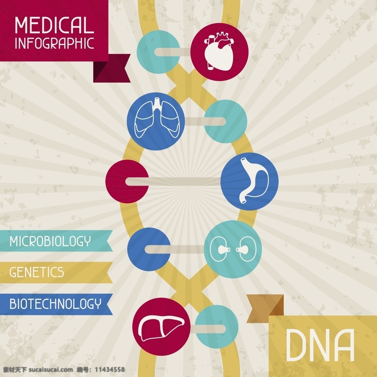 dna logo ppt素材 比例图 标签 标识标志图标 标志 对话框 人体 器官 信息 图表 科学研究 医疗 医学 医院 人体器官 演示文稿 模板下载 分析图表 矢量 图表设计 图表设计元素 通信 图标 横条 小图标 psd源文件