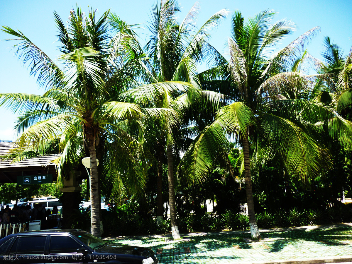 海南椰树 风景 海边素材 海南 海滩素材 热带风景 热带植物 生物世界 树干 南椰树 椰子树 椰子 椰树 树枝 椰果 椰奶 高清椰子树 树木树叶 psd源文件