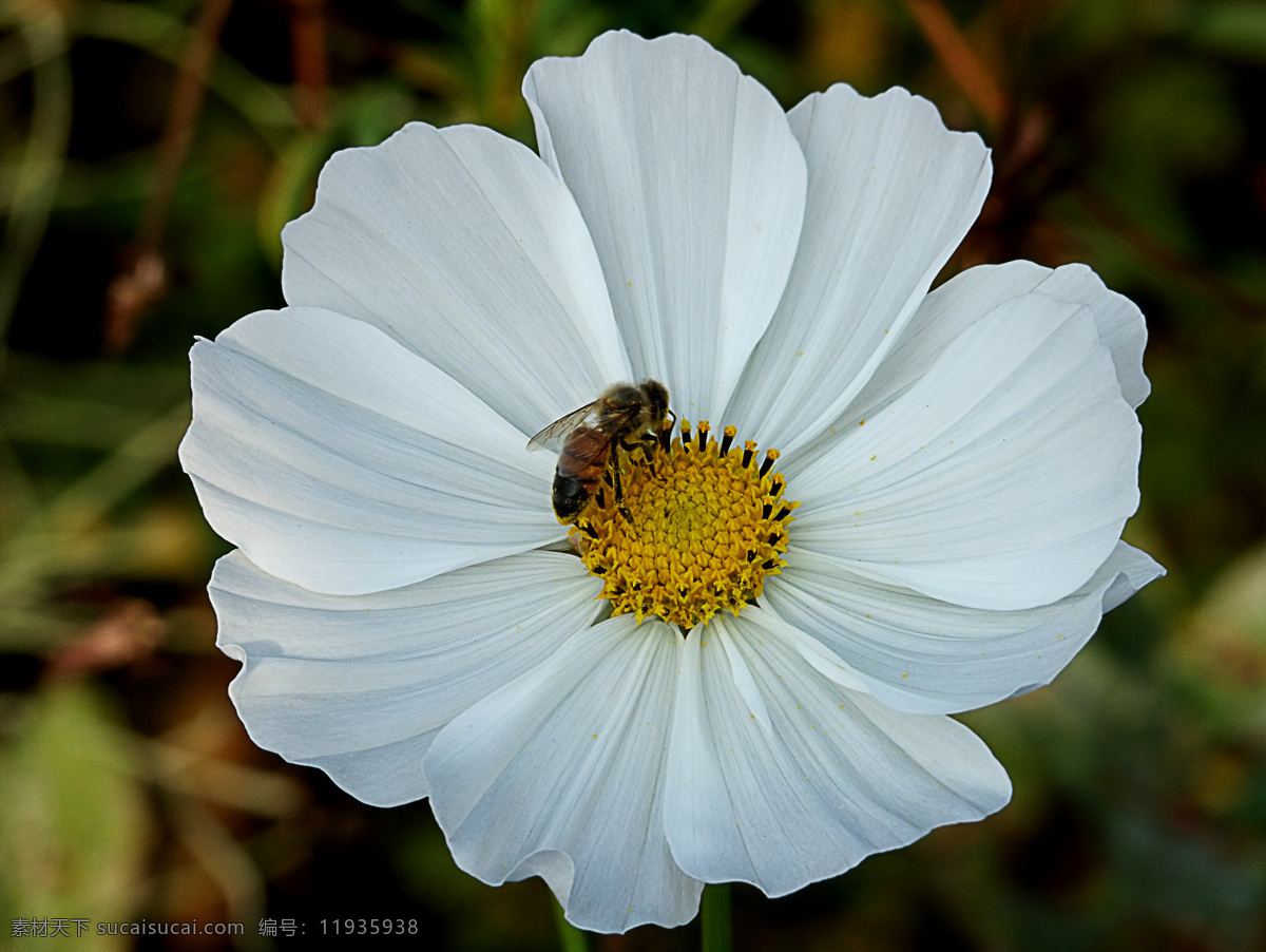 蜜蜂 昆虫 忙碌 生物世界 野花 采蜜