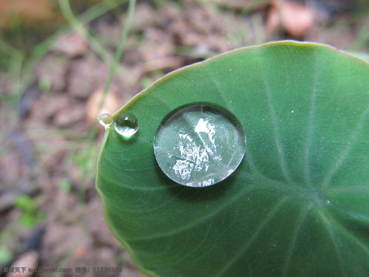 芋头叶 水珠 植物 绿色 芋子 蔬菜 生物世界