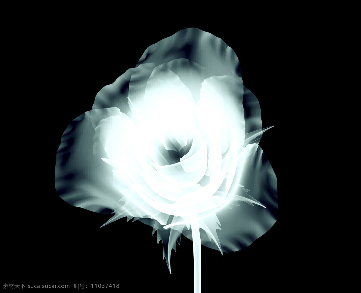 x 射线 扫描 花朵 玫瑰花 x射线扫描 梦幻花卉 鲜花 其他类别 生活百科
