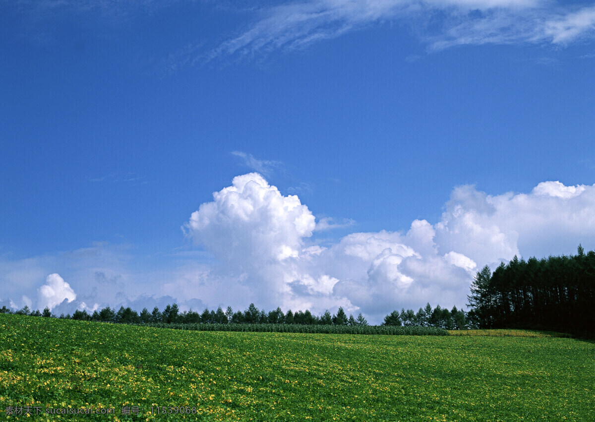 田野风光 天空 蓝天白云 野花 绿树 菜地 草地 自然景观 自然风景