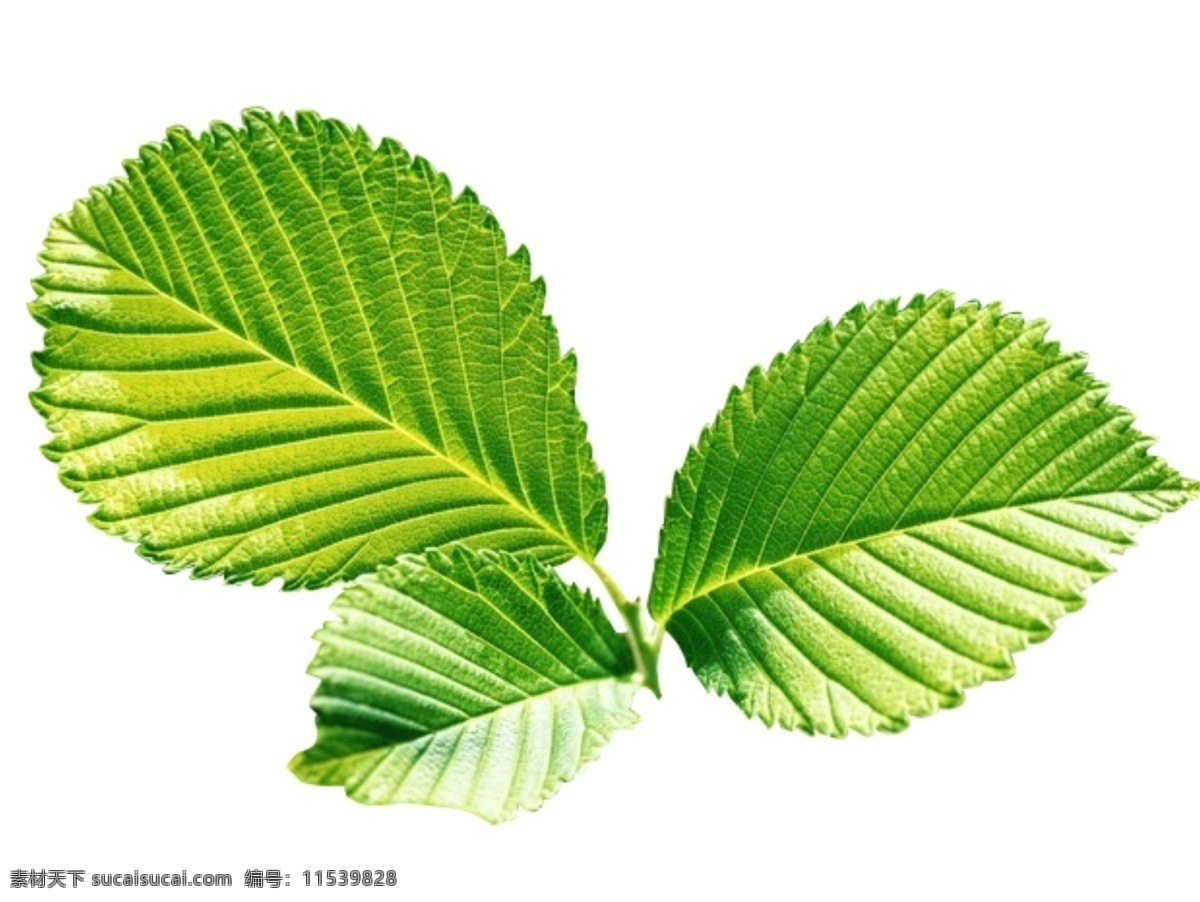 绿叶素材 茶叶 小素材 绿植 广告素材 花素材