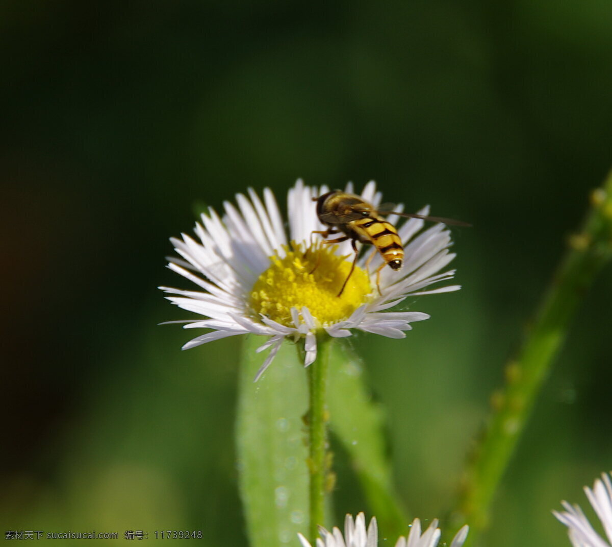 蜜蜂 花 红色 昆虫 绿叶 梦幻 摄影图库 生物世界 蜜蜂与花 野花