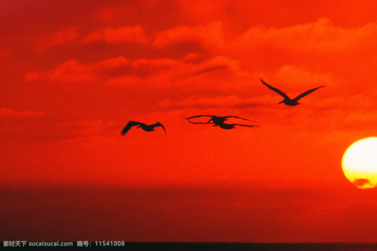 夕阳红日 夕阳 日 太阳 鸟 水 红 自然景观 自然风景 摄影图库