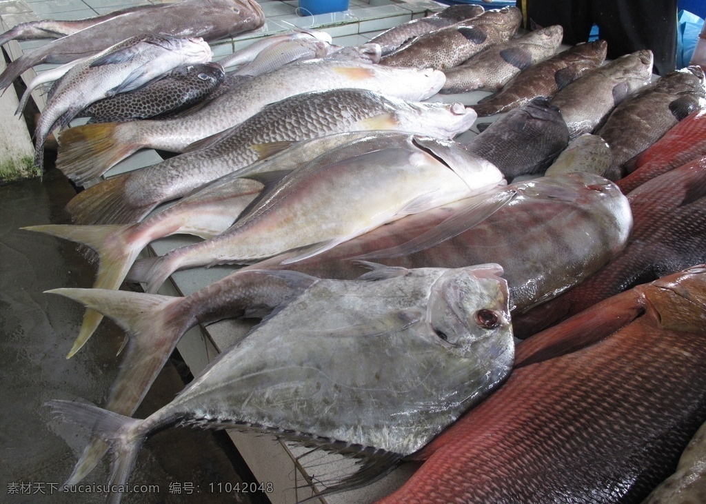 海洋 鱼 鱼档 咸水鱼 卖鱼 餐饮美食 食物原料