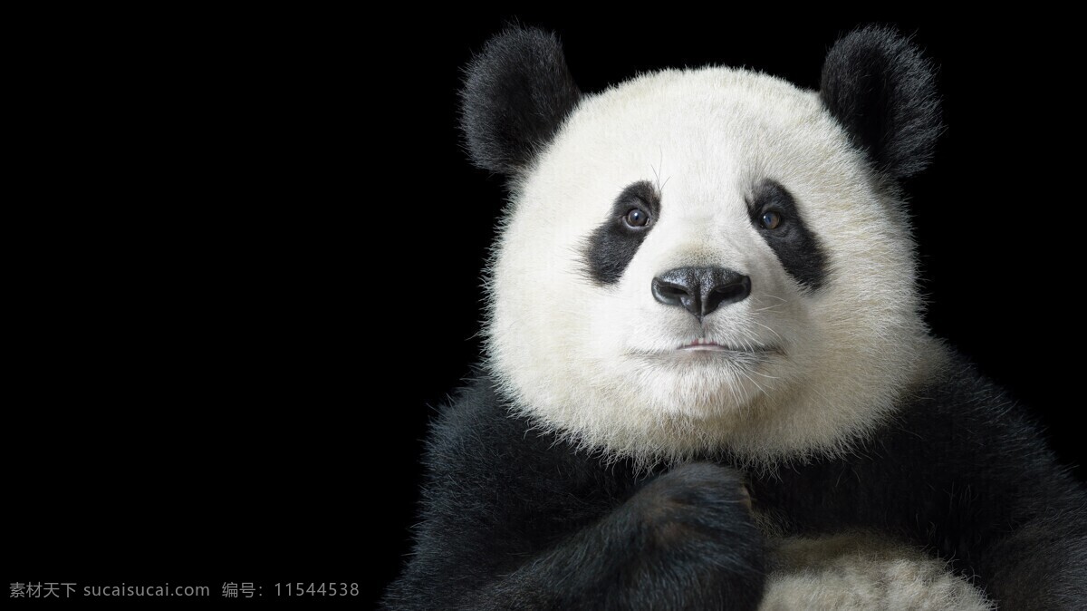 大熊猫 黑白熊猫 猫 可爱熊猫 黑白