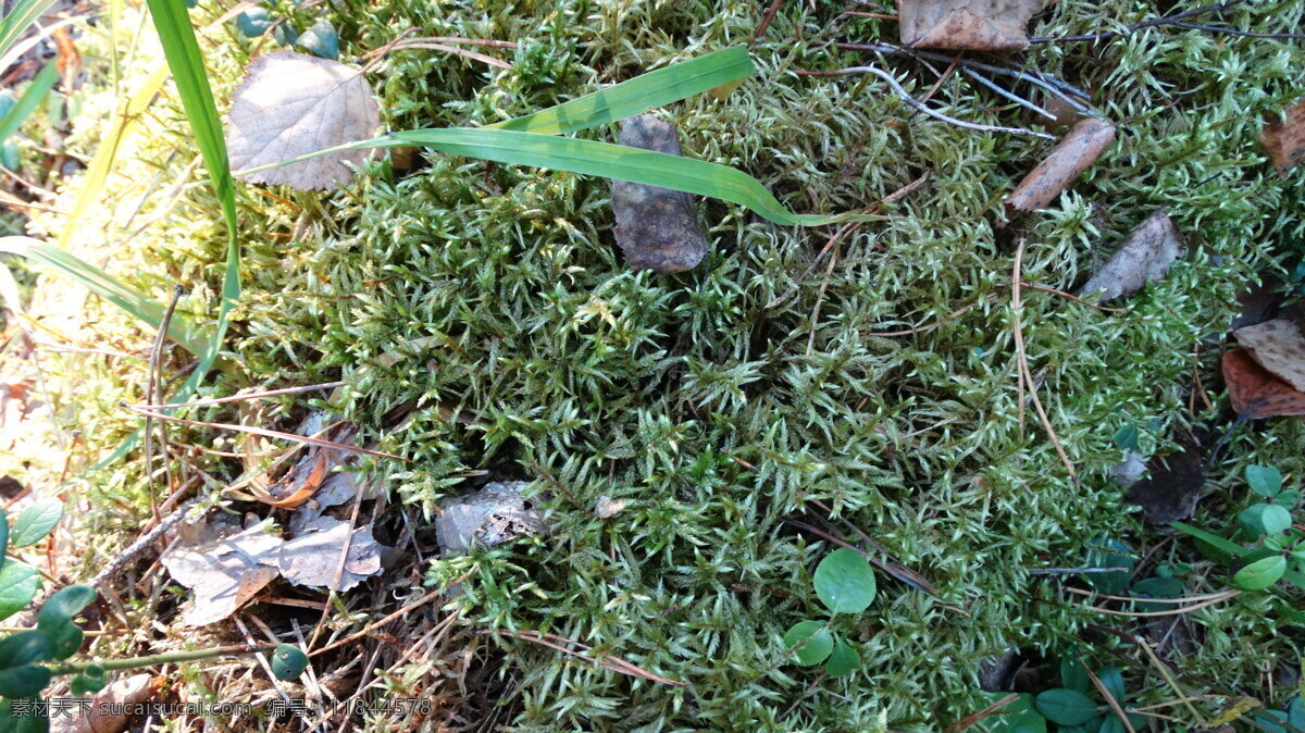 地上 苔藓 地衣 苔藓植物 地上的苔藓 其他生物 生物世界
