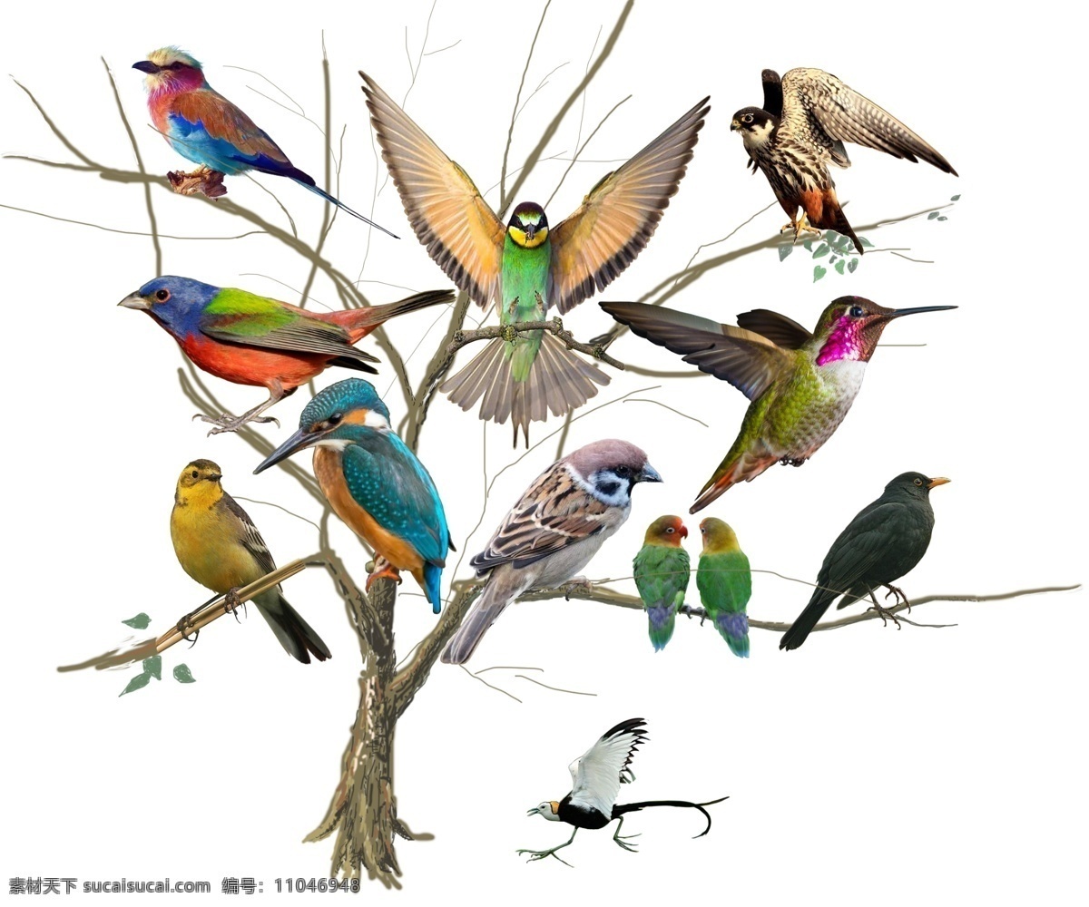 奇妙的鸟世界 鸟 各种鸟素材 羽毛鲜艳 站在树枝 鸟的各种站姿 自然界的精灵 生物世界 鸟类