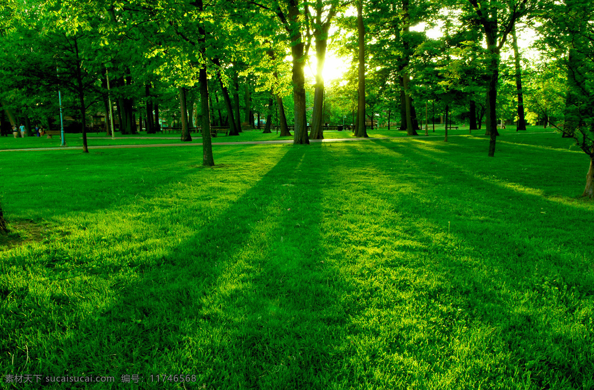 绿色 树木 草地 风景 高清 草坪 草丛 自然生态 树林