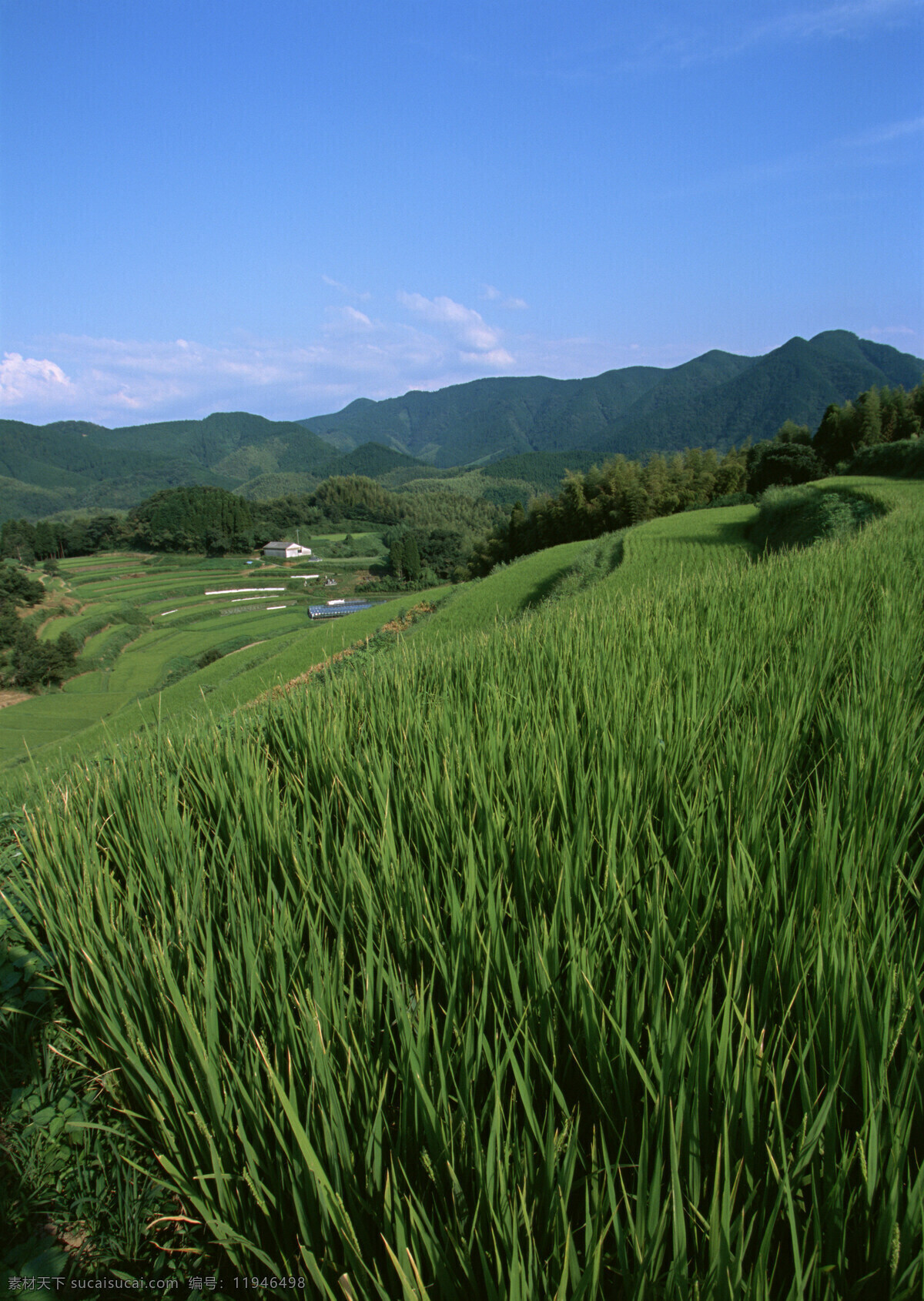 稻田免费下载 稻田 天空 田野 乡村田园图片 植物 庄稼 风景 生活 旅游餐饮