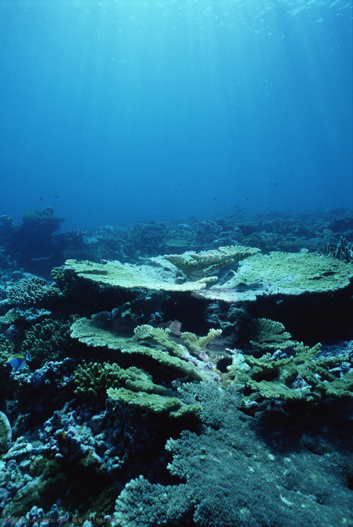 深海植被 海洋藻类 海洋蘑菇澡 海底植物 海底公园 海底世界 水族馆 海底大陆架 深海海水 海洋生物 生物世界
