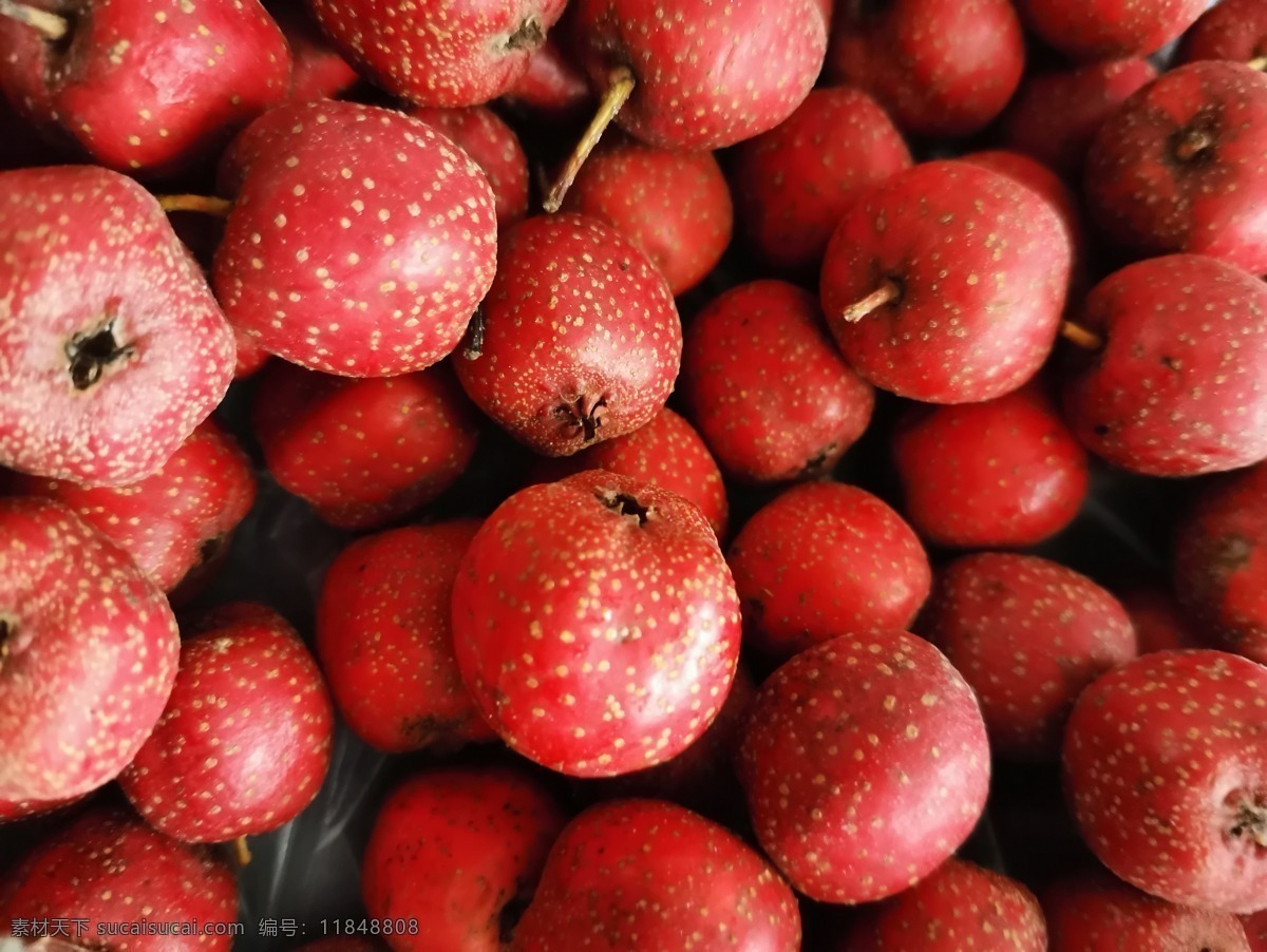 红果 红色果子 山果 植物 山楂树 王 厂 沟 棒 锤 崖 风景 一角 生物世界 水果