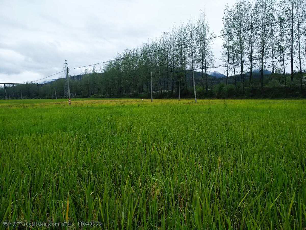 稻田图片 稻田 大畈 新农村 稻谷 秋季的田野 自然景观 田园风光