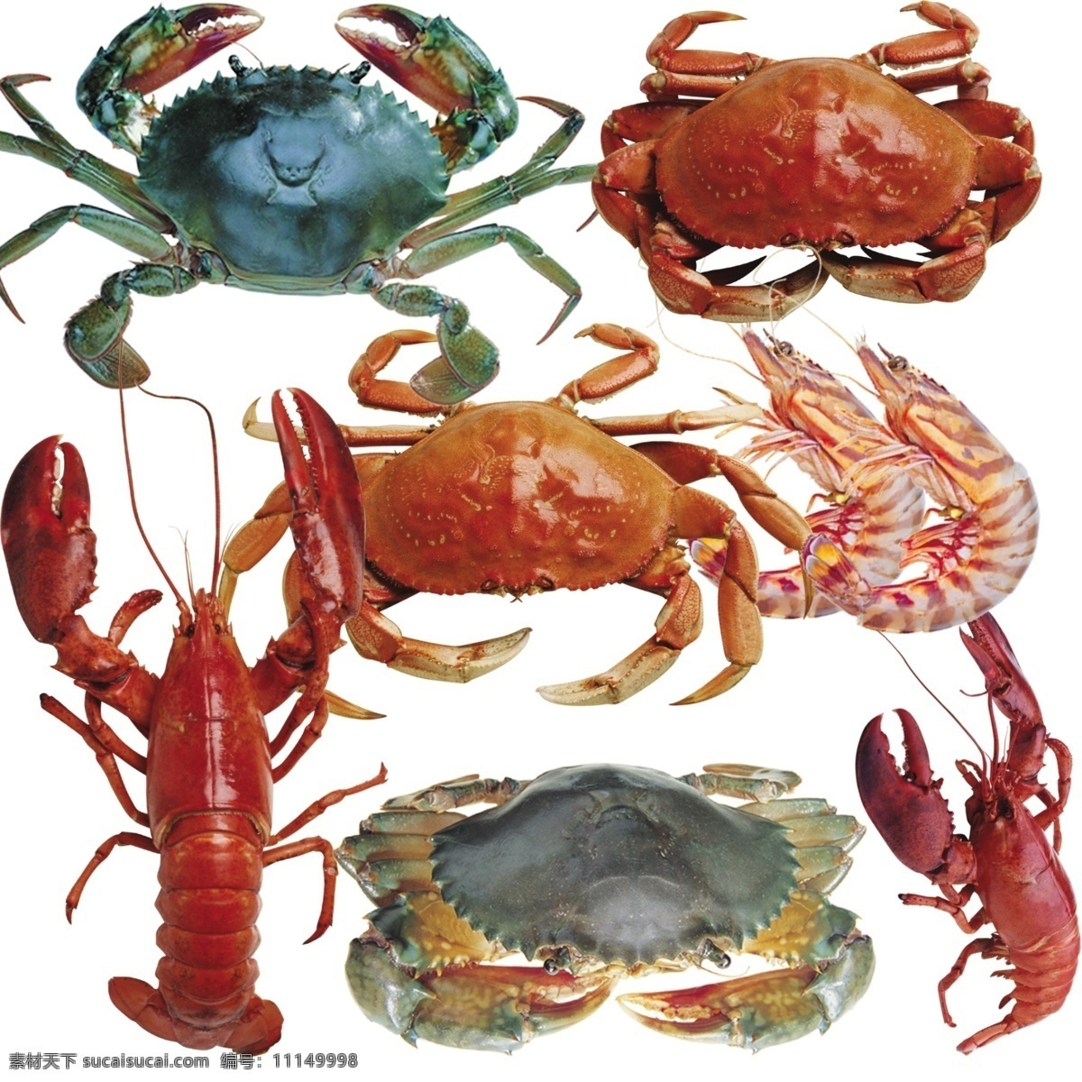 螃蟹 龙虾 海鲜 海鲜类 虾 生物世界 海洋生物