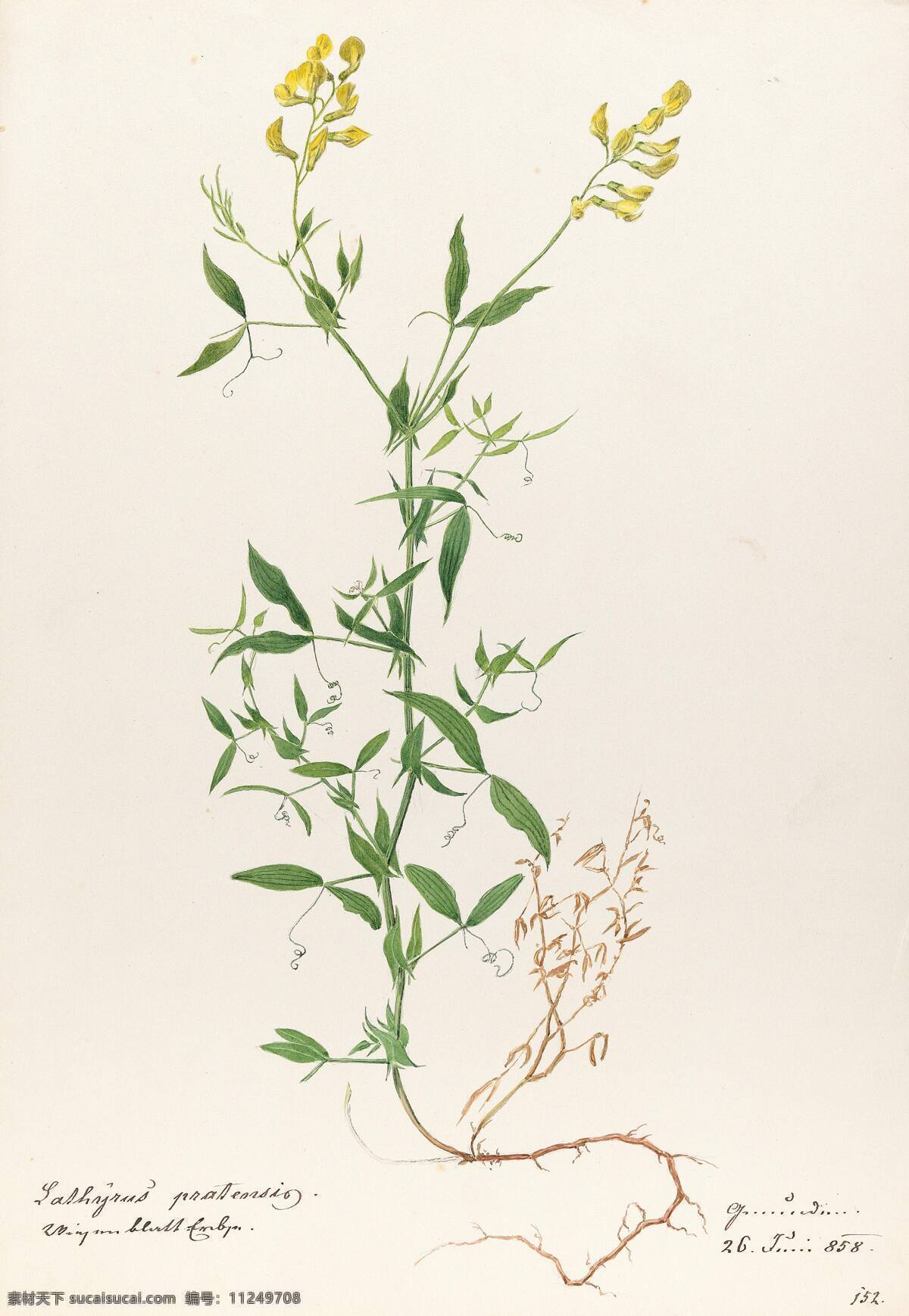 植物的叶子 奥地利画家 根茎 叶子 花朵 世纪 水彩画 文化艺术 绘画书法