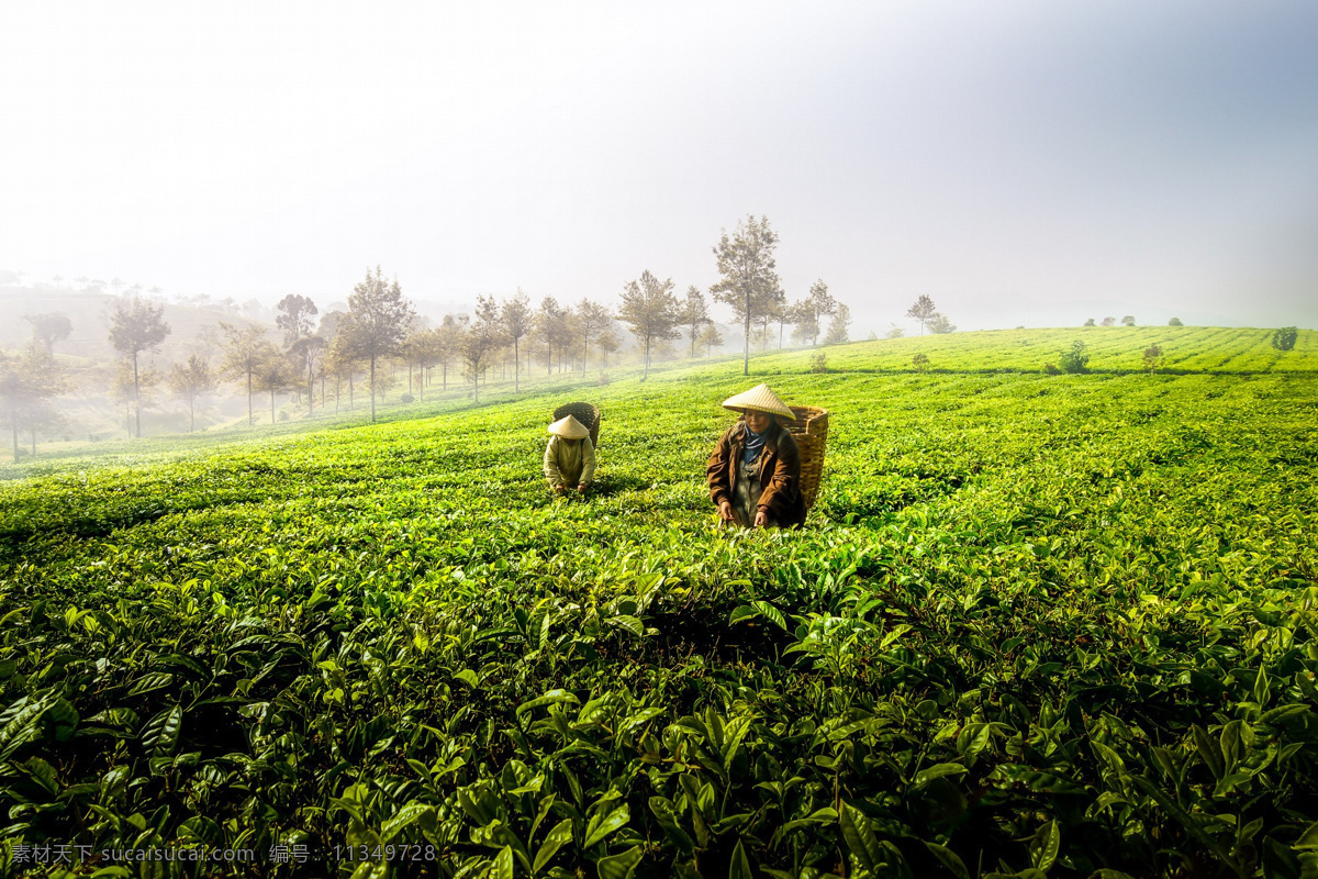 茶园采茶 茶园 采茶 茶叶 劳作 自然景观 田园风光