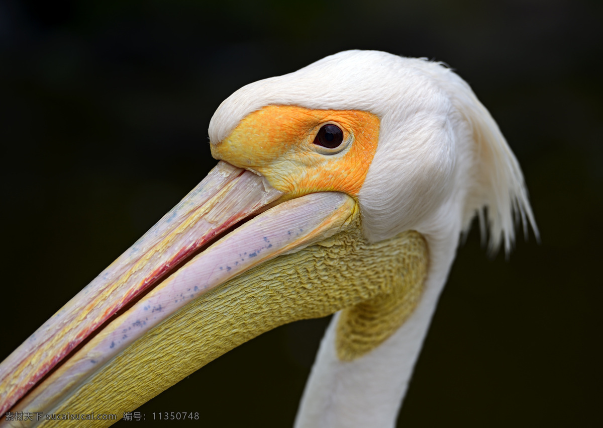 白色 长嘴 鸟 长嘴鸟 空中飞鸟 鸟类 禽类 动物 野生动物 动物世界 动物摄影 生物世界