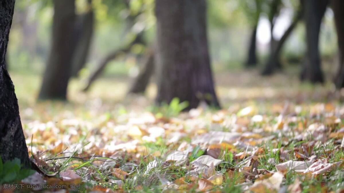 秋天的叶子2 自然 树 叶 绿叶 棕色的 模糊的 散景 森林 伍兹 林地 公园 微风 秋天 落下 死去的 倒下的