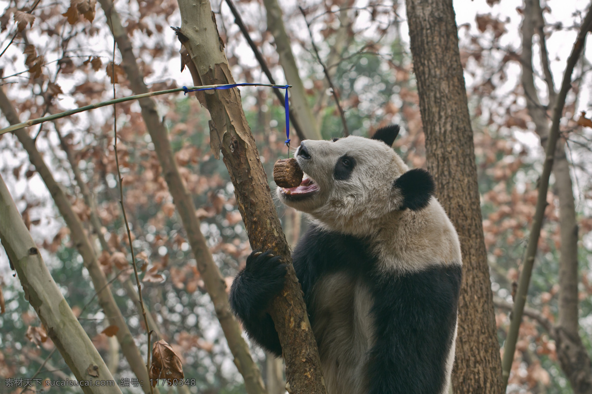 大熊猫 四川 成都 熊猫基地 进食 吊钩 食物 树干 树林 野生动物 生物世界