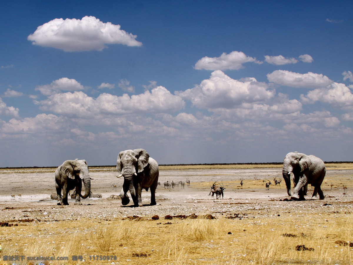 坦桑尼亚 大 草原 非洲 非洲大草原 大象 斑马 动物 天空 草地 羚羊 国外旅游 旅游摄影