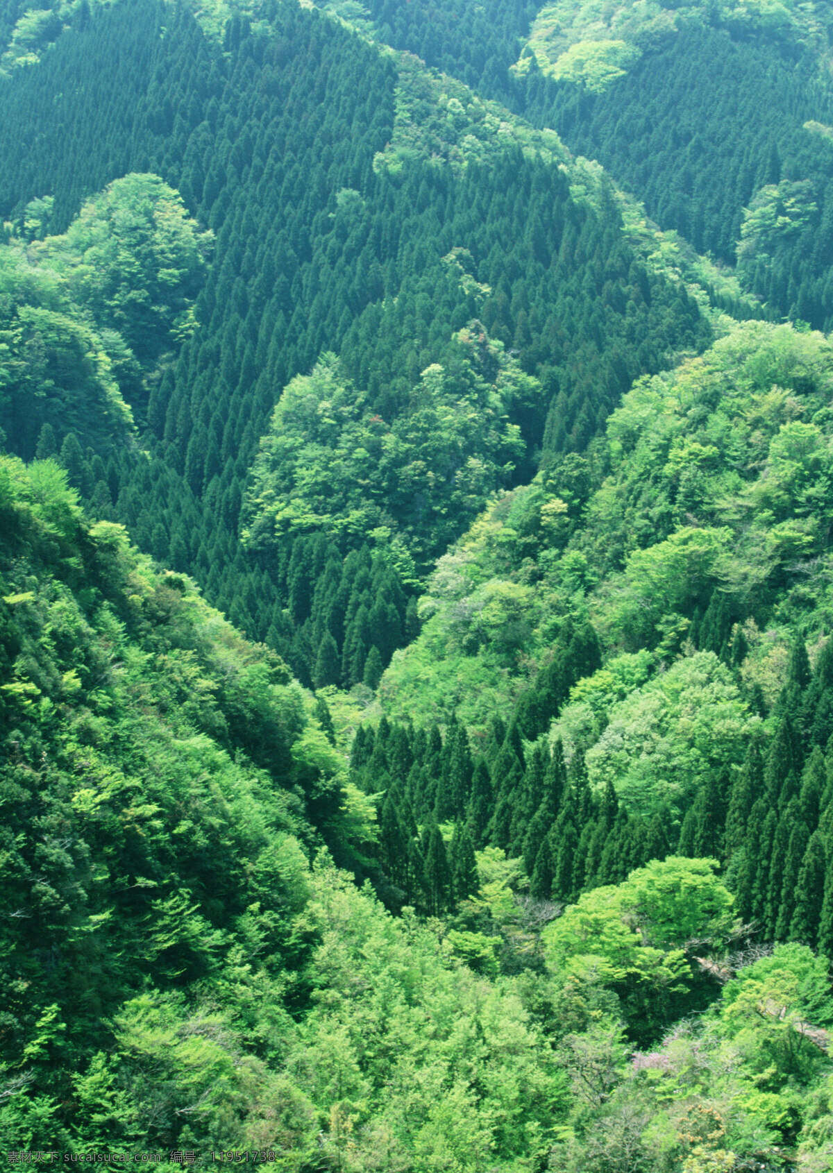 森林摄影 森林 茂盛 植被 原始森林 大自然 树木 树枝 绿树 茂密深林 生物世界 树木树叶