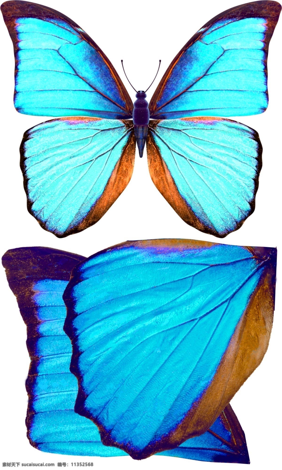 蓝色 蝴蝶 简单 分层 源文件 蓝色蝴蝶 昆虫 青色 天蓝色