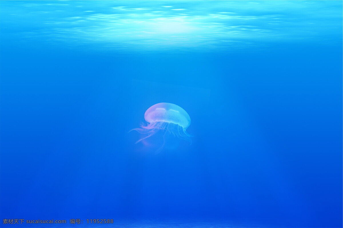 彩色 水母 高清 海洋水母 海蜇 透明水母 伞状