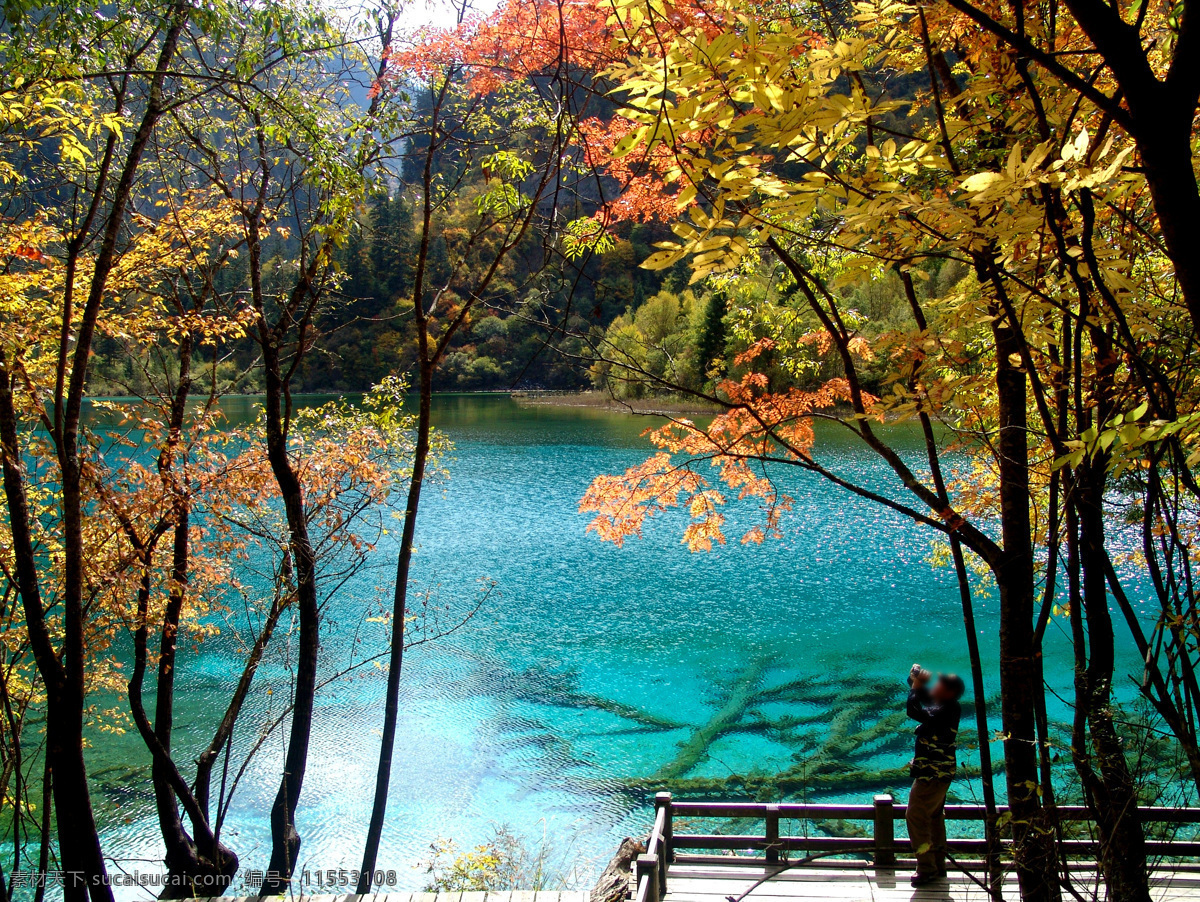 九寨沟风光 九寨沟 湖水 秋天 金秋 青山绿水 大树 树林 山林 森林 森林公园 四川 生态公园 山水风景 自然景观