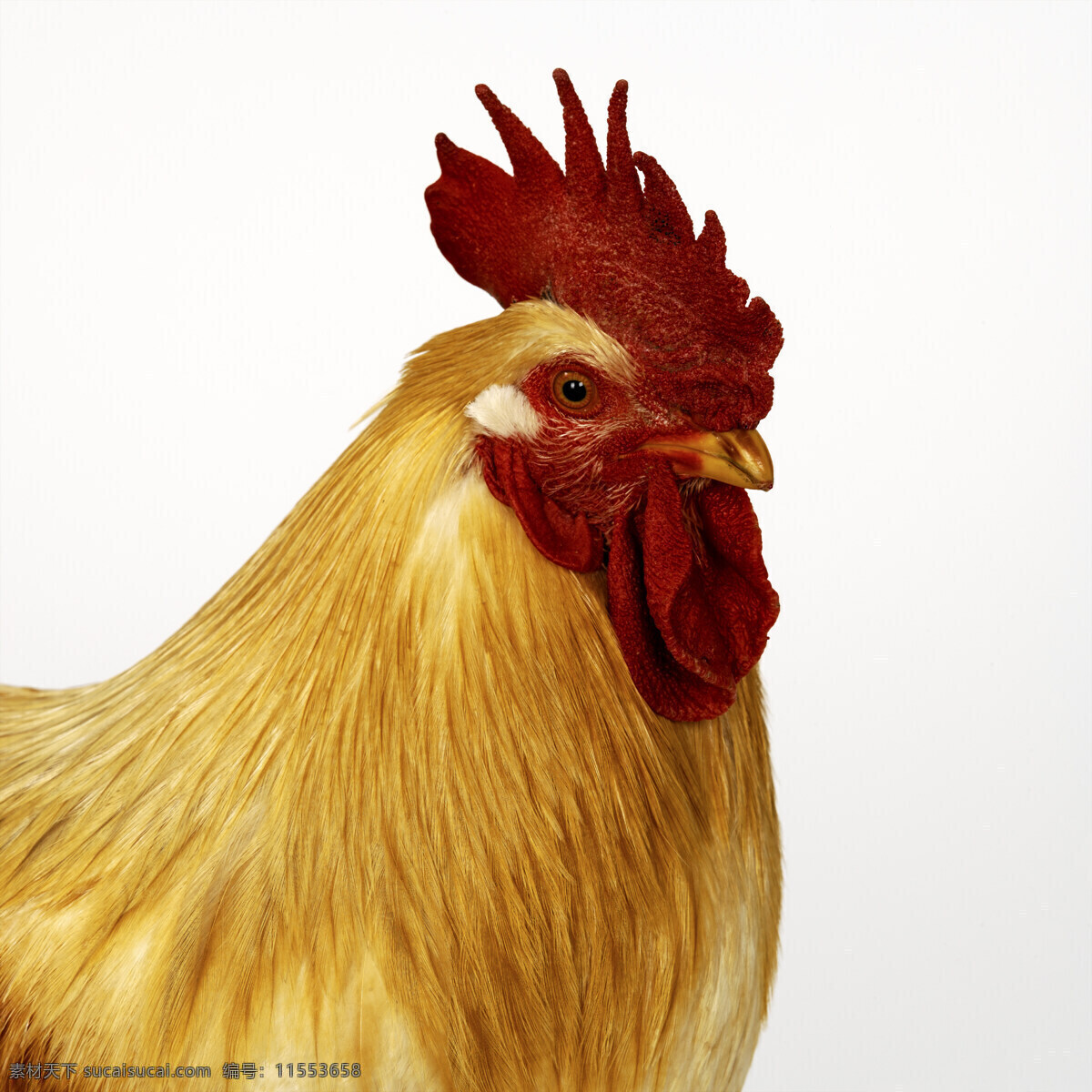 公鸡 头部 动物 鸟禽 家禽 养殖 头部特写 摄影图 空中飞鸟 生物世界